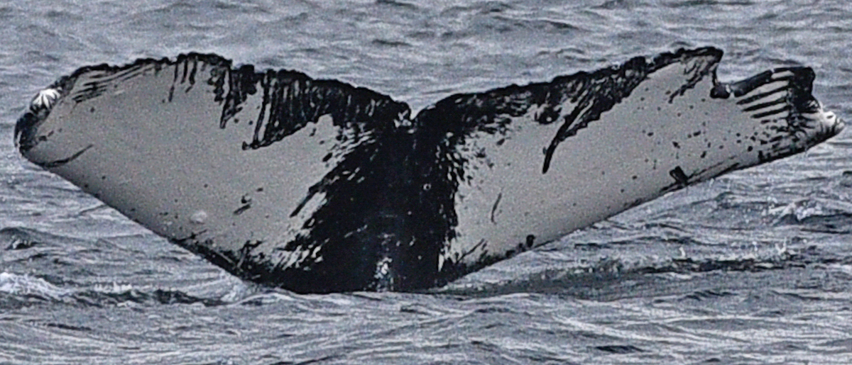 Fluke of Sonar (BC)