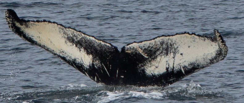 Fluke of Eggtimer (Westfjords)
