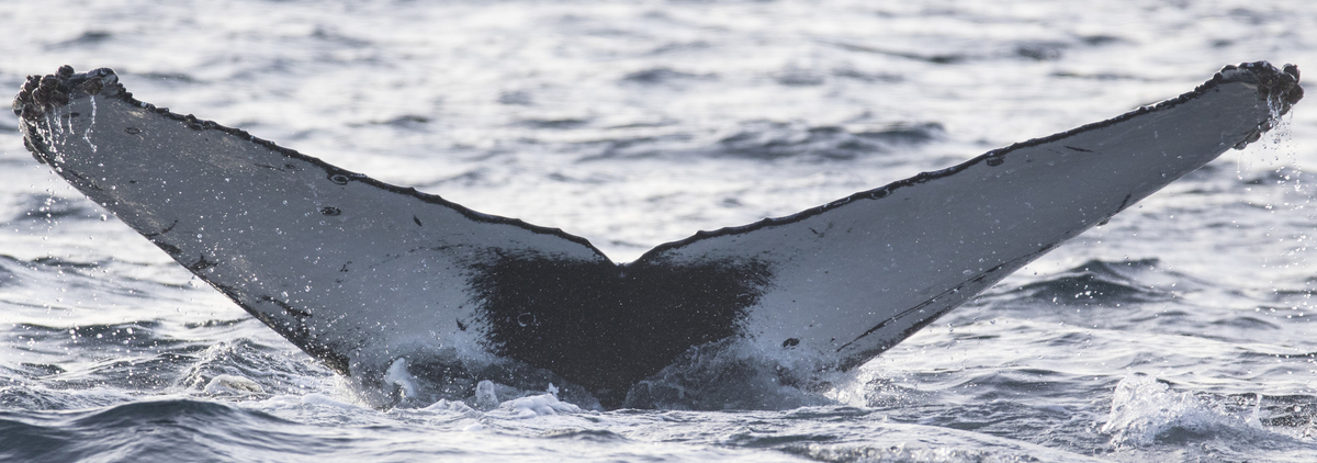 Fluke of CRC-16751