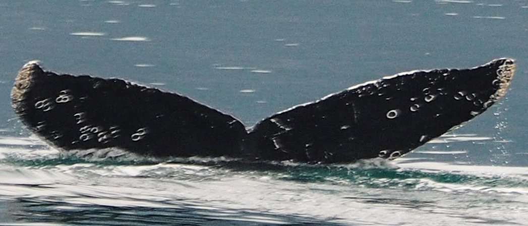 Fluke of Seamus (PWS)