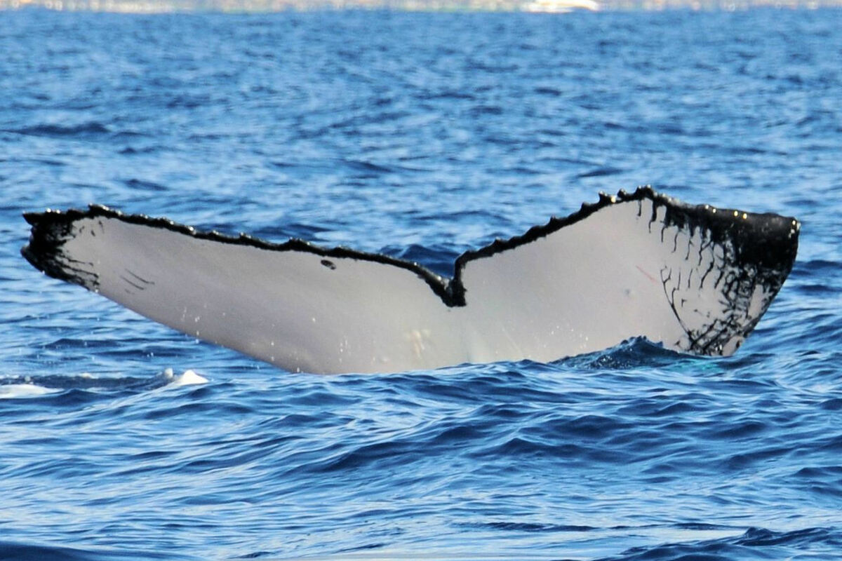 Fluke of HW-MN0440138