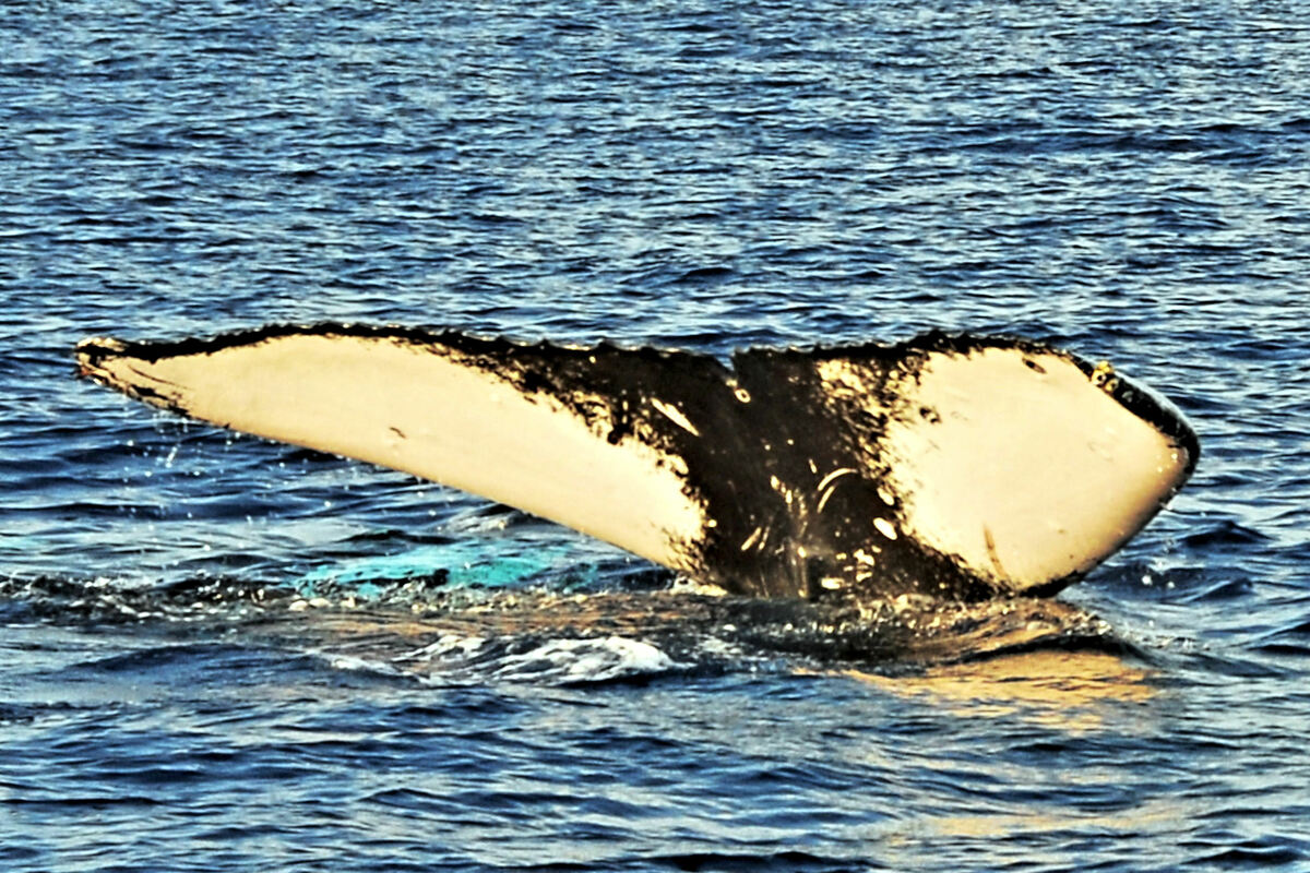 Fluke of HW-MN0440142