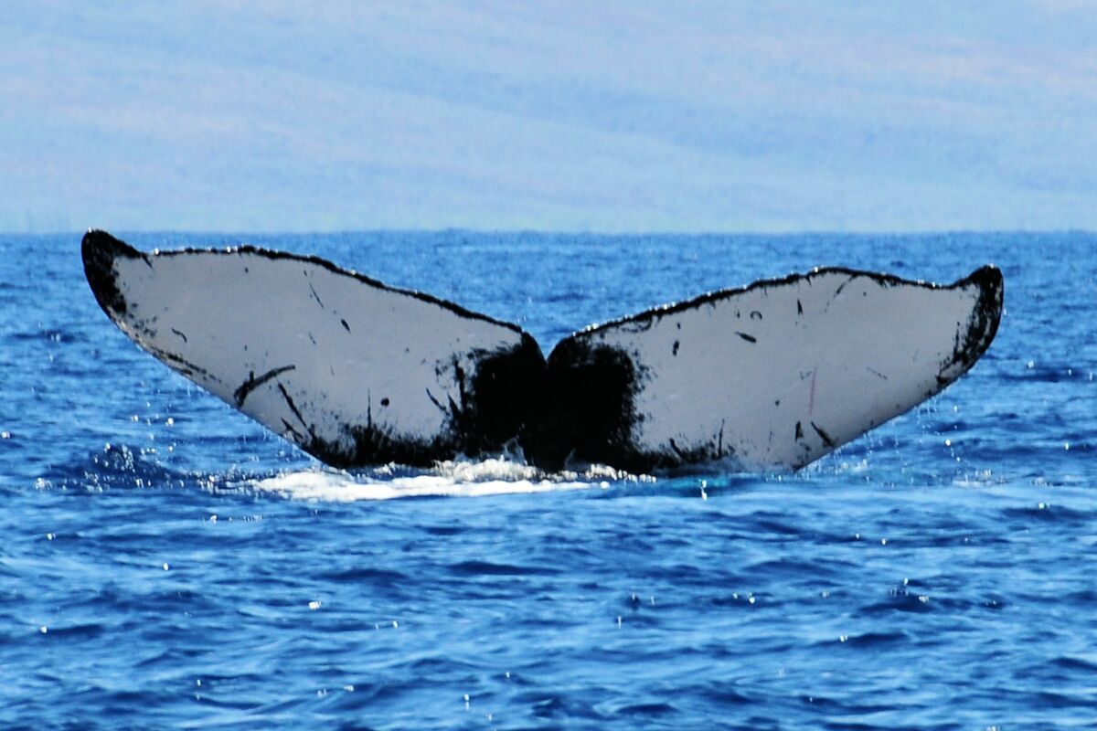 Fluke of HW-MN0440145