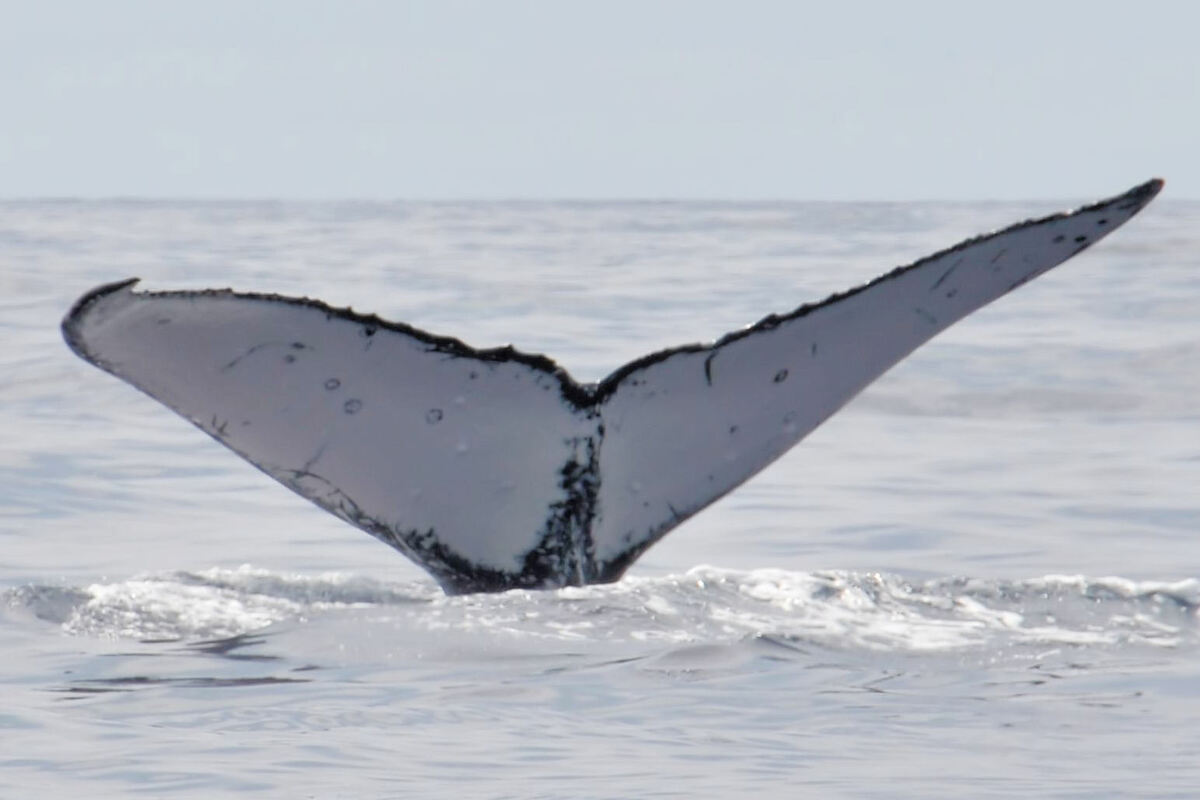 Fluke of HW-MN0440148