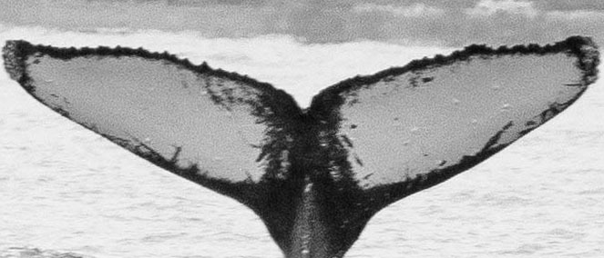 Fluke of BCZ0193