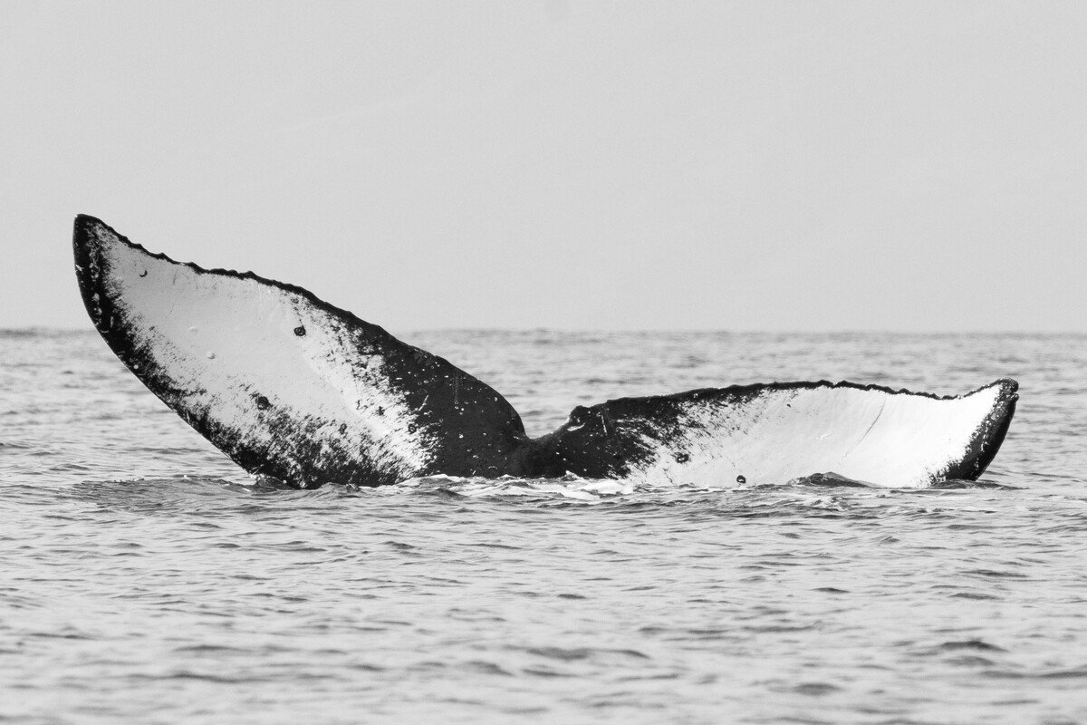 Fluke of HW-MN0440159