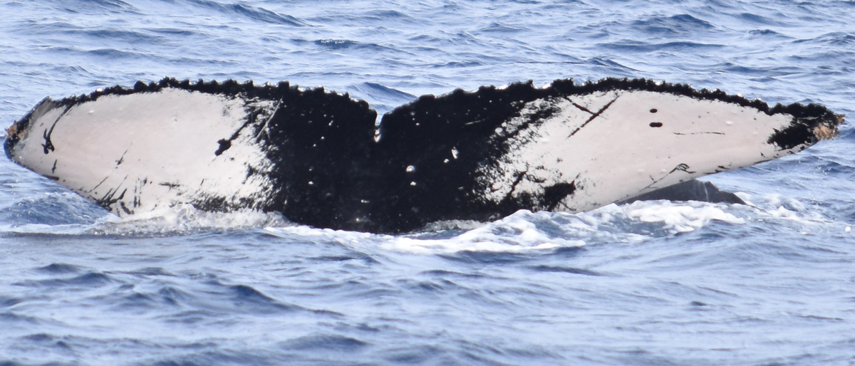 Fluke of HW-MN0440160