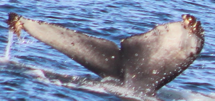 Fluke of 2023-2024 calf of CRC-15420