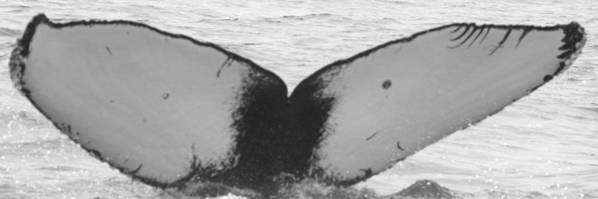 Fluke of CRC-11804
