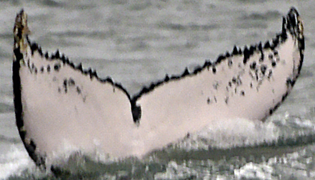 Fluke of HW-MN1300773