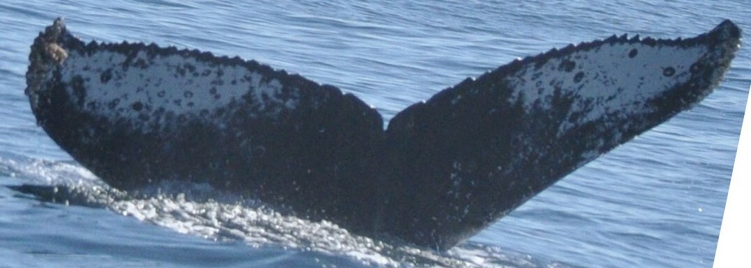 Fluke of Gambit (Salish Sea)