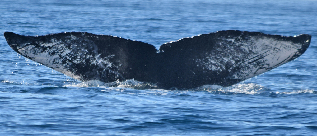 Fluke of Robin (California)