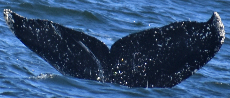 Fluke of Hubble