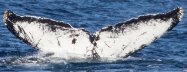 Fluke of CRC-10607
