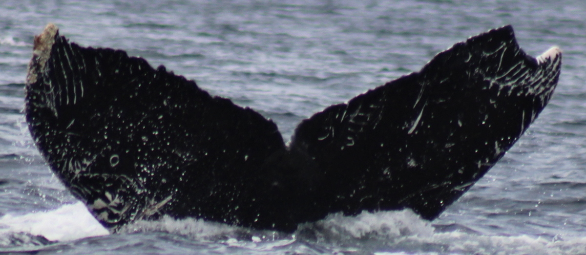 Fluke of FIBB-5BB650
