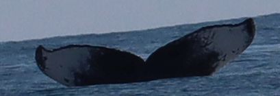 Fluke of CRC-22093