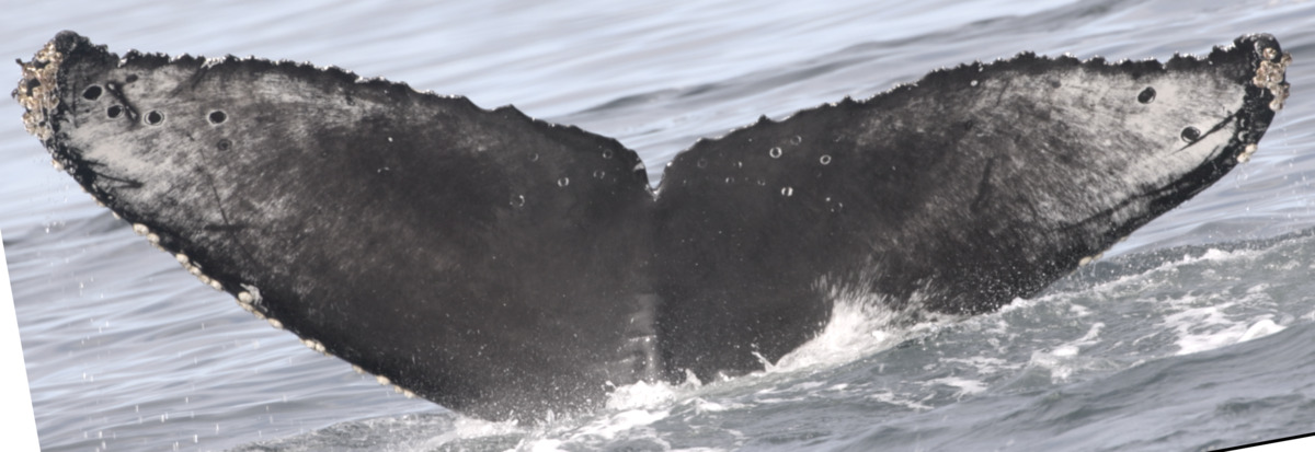 Fluke of CRC-22758