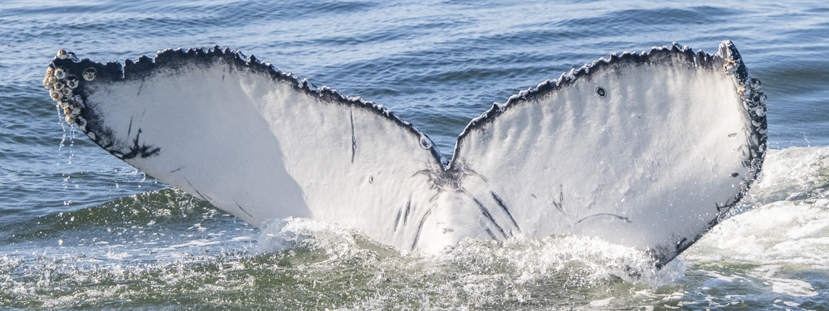 Fluke of CRC-22760