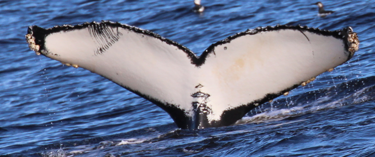 Fluke of Ascension (California)