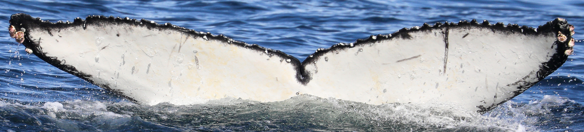 Fluke of CRC-22190