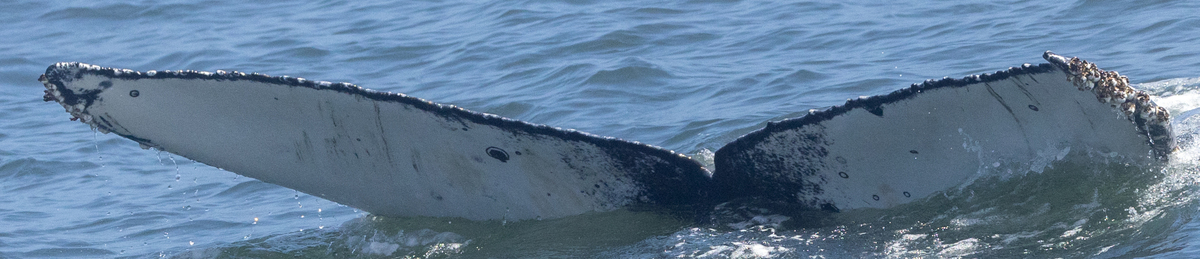 Fluke of CRC-22761