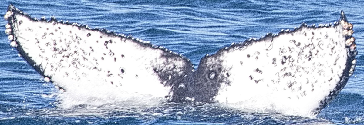 Fluke of CRC-22763