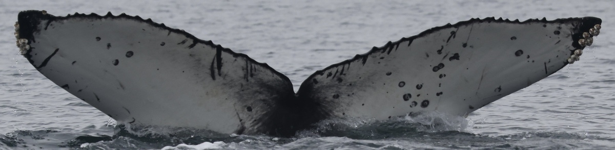 Fluke of CRC-22764