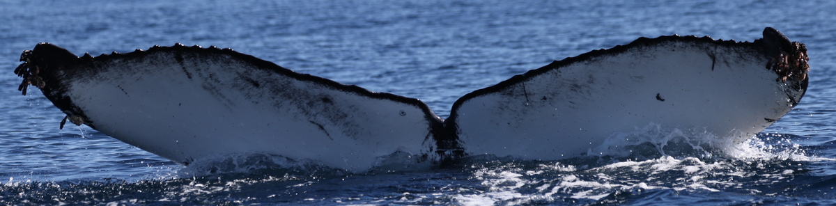 Fluke of CRC-22765