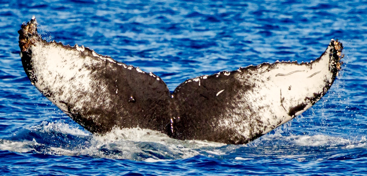 Fluke of CRC-22766