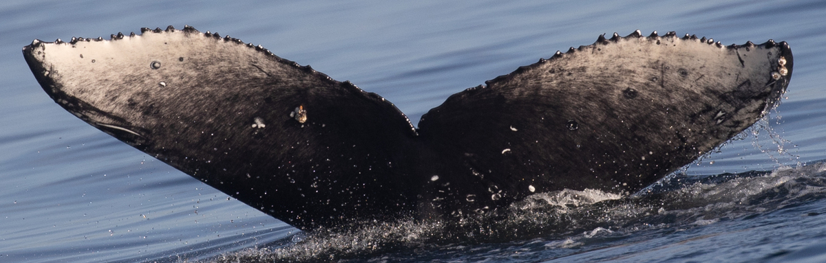 Fluke of CRC-22192