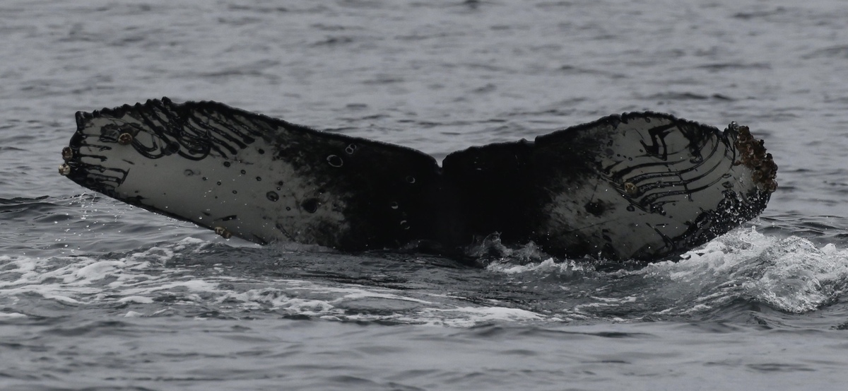 Fluke of Bladerunner (Monterey Bay)