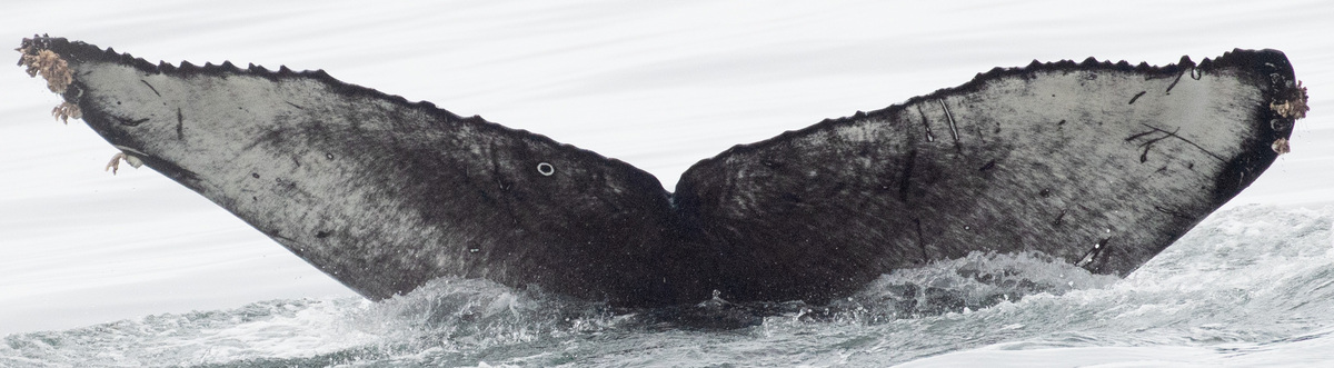 Fluke of CRC-22769