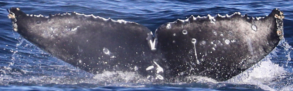 Fluke of CRC-22770