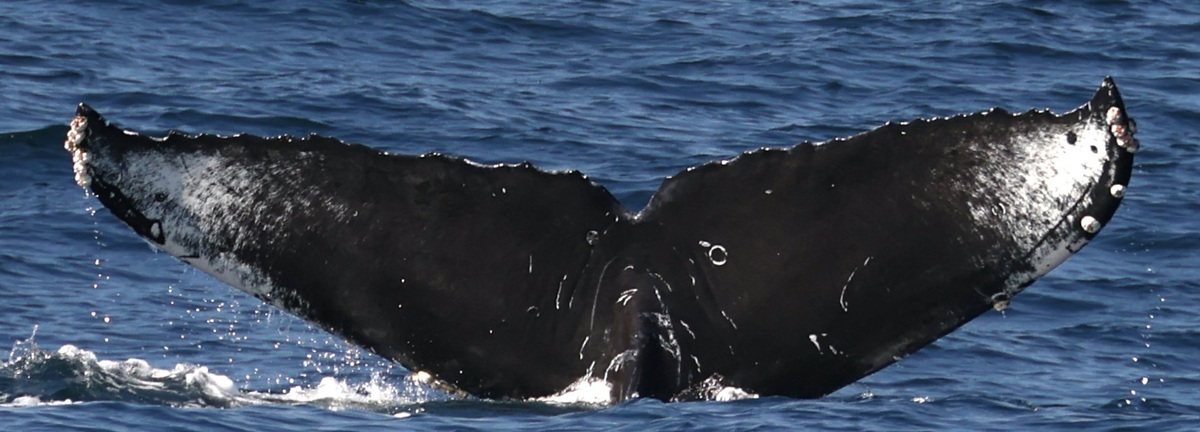 Fluke of CRC-22773