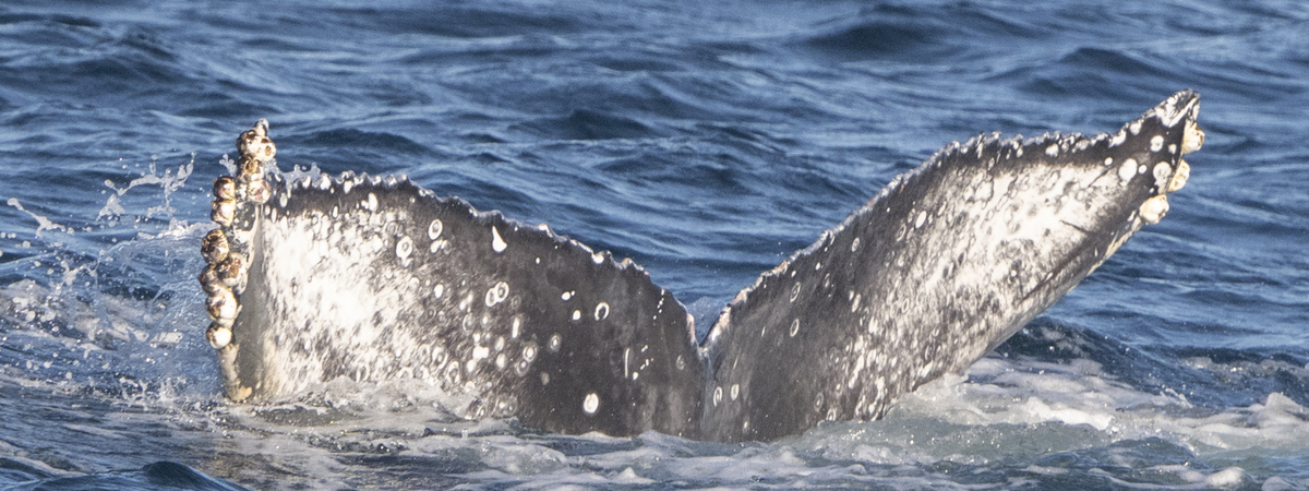 Fluke of CRC-22775
