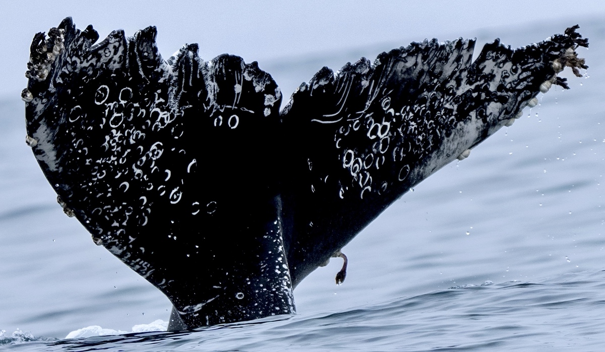 Fluke of Lidly (California)