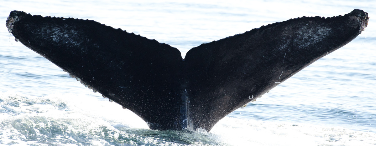 Fluke of CRC-22776
