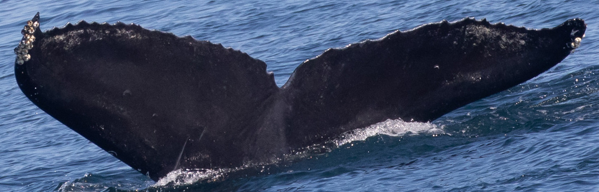 Fluke of CRC-22199