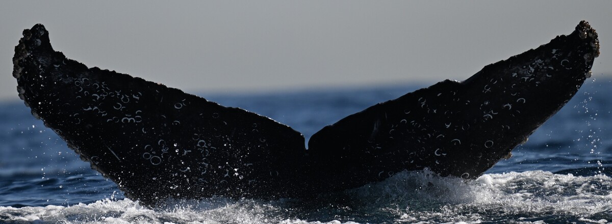 Fluke of CRC-22778