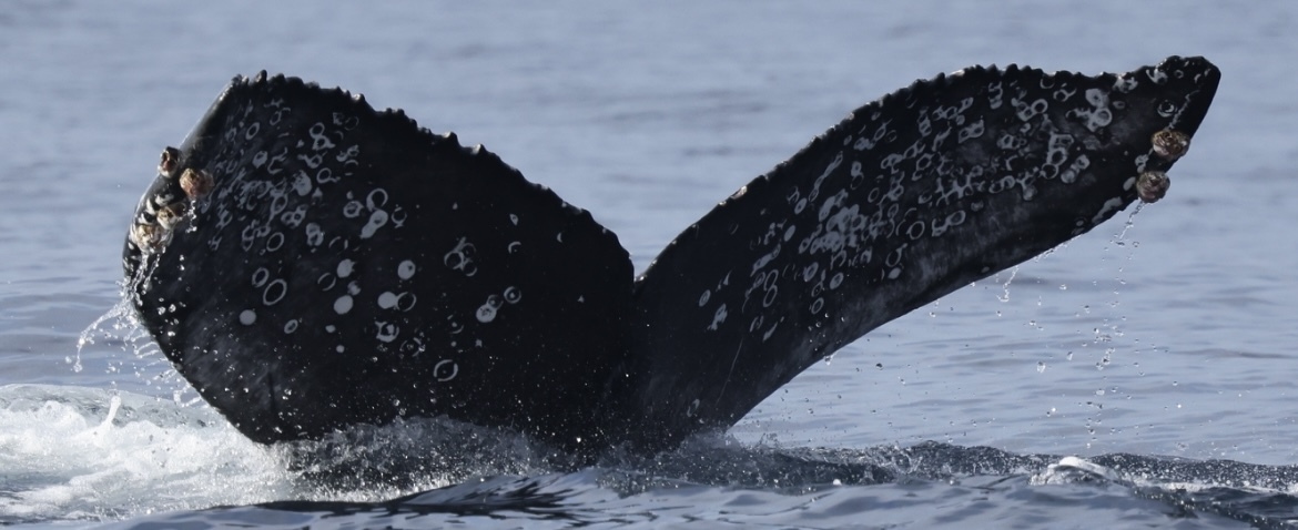 Fluke of CRC-22779