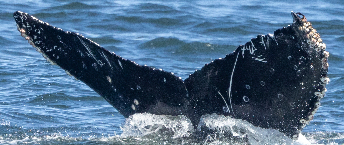 Fluke of HW-MN0503610