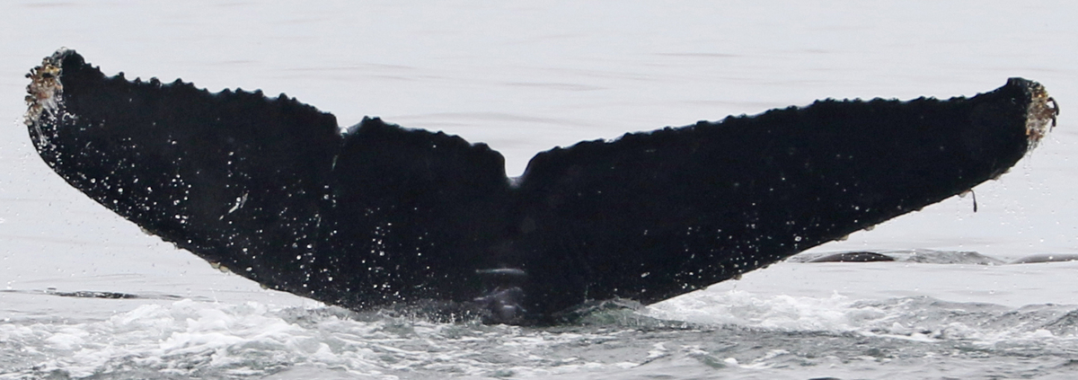 Fluke of CRC-22783