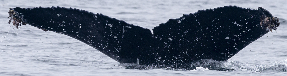 Fluke of CRC-22787