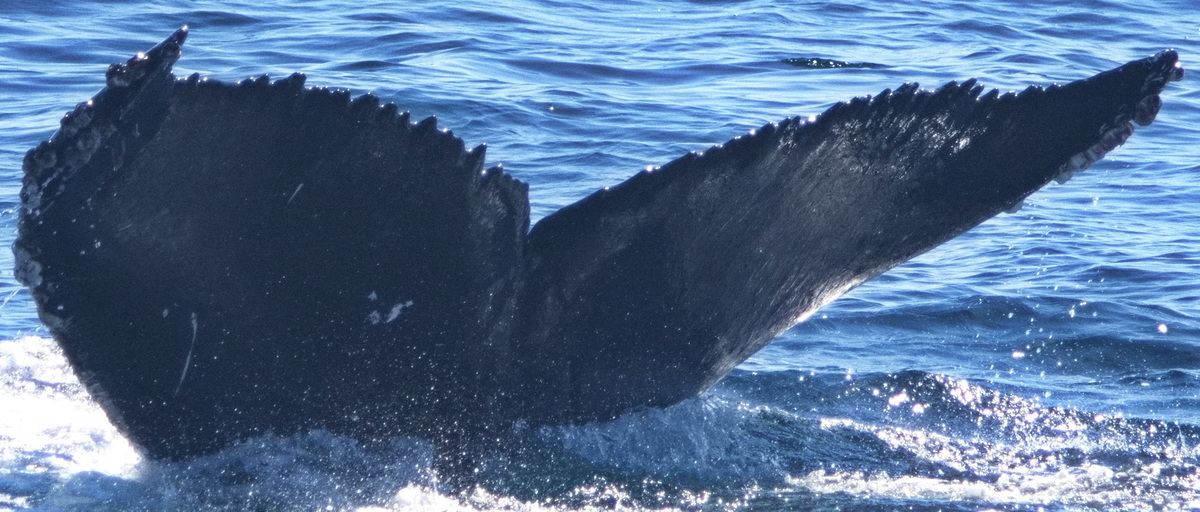 Fluke of CRC-22789