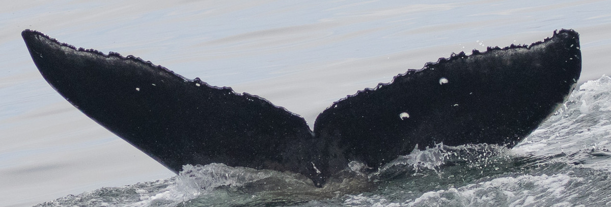 Fluke of CRC-22201