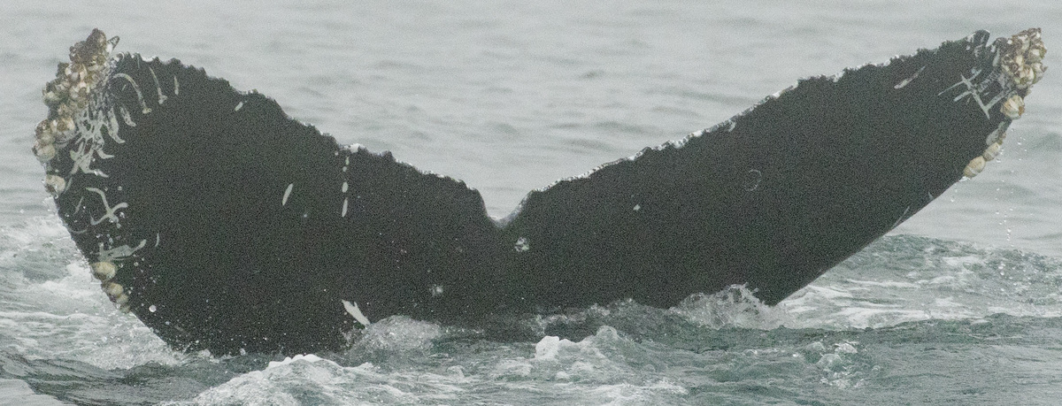 Fluke of CRC-22792