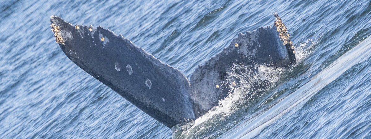 Fluke of CRC-22796