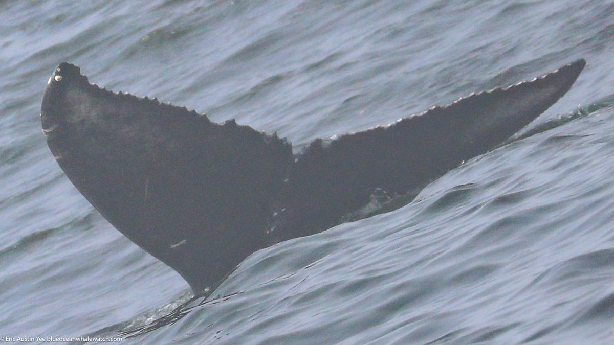 Fluke of CRC-22801