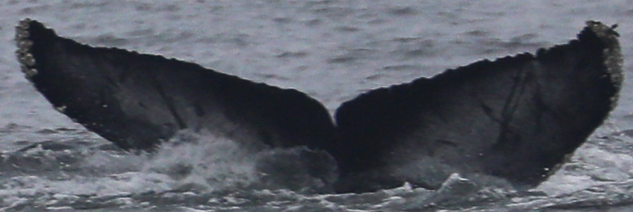 Fluke of CRC-22804