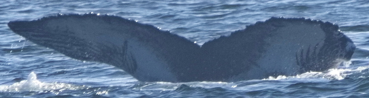 Fluke of CRC-22806